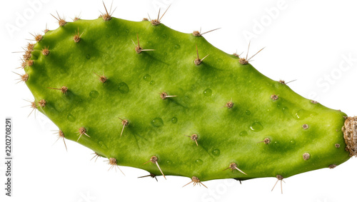 Fotografía Green prickly pear cactus pad with water droplets, isolated on transparent backg