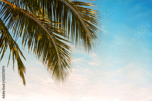 Sunlit coconut palm leaves frame the left edge of a warm blue sky leaving wide empty space for text