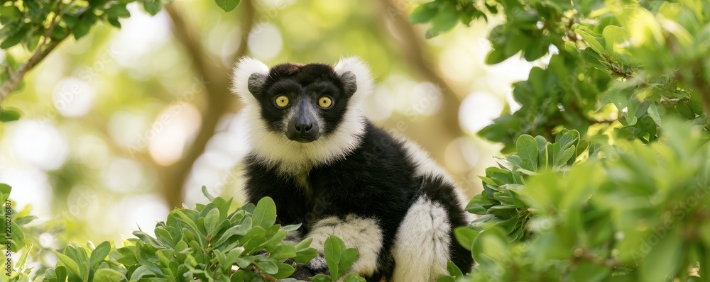 Obraz premium Black and white ruffed lemur sitting amongst lush green foliage in a natural forest