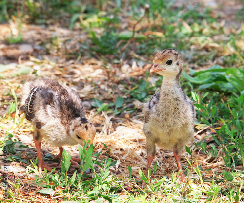 Domestic turkey poult (Meleagris gallopavo domesticus) foraging in grass