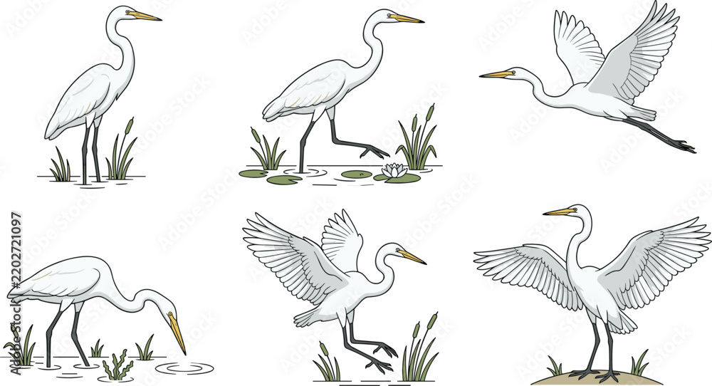Obraz premium Collection of white egrets standing fishing and flying for wetland wildlife stock graphics