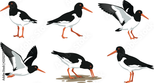 Bild auf Leinwand Collection of oystercatcher birds in different poses for coastal wildlife art pr