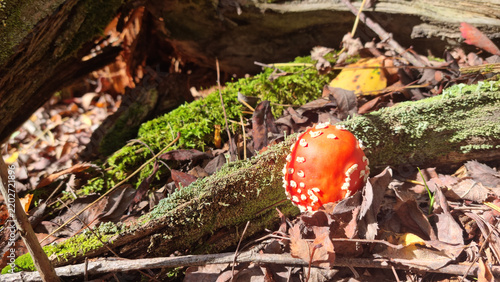 Fly-agaric in the wild. Natural texture for background