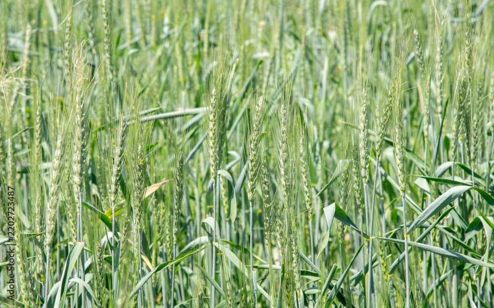 Obraz premium Green cereal grain heads growing in a sunlit field