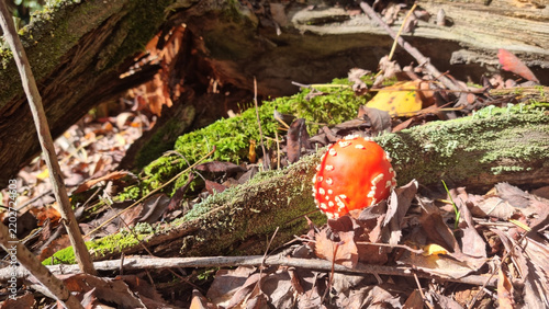 Fly-agaric in the wild. Natural texture for background