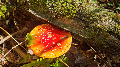 Fly-agaric in the wild. Natural texture for background