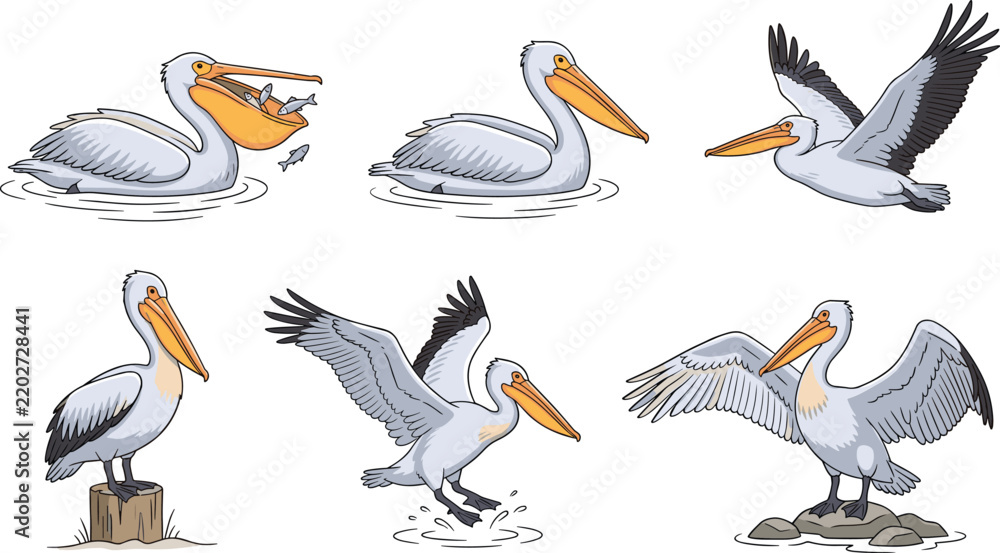 Obraz premium Several pelicans in various poses, some swimming with fish and others flying and standing
