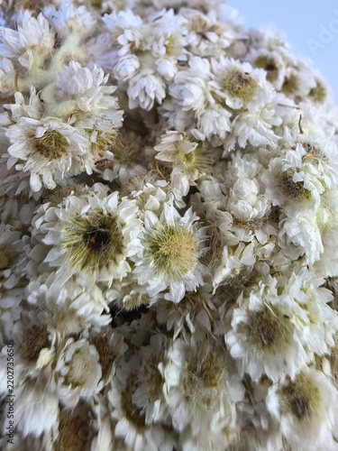 Edelweiss up close 