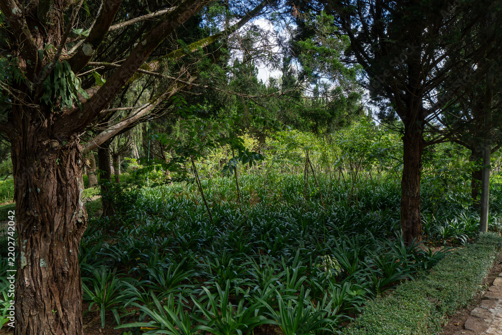 Obraz premium Lush garden with tall trees on sunny day