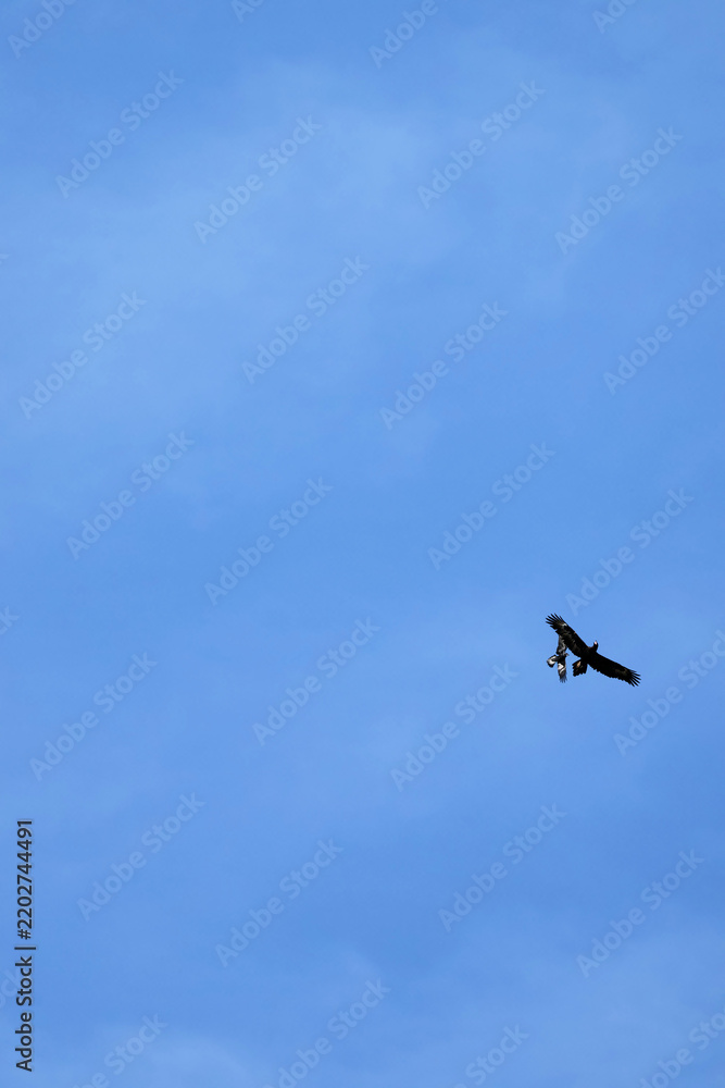 Obraz premium Wedge-tailed eagle (Aquila audax) being mobbed by Tasmanian Forest Raven, South Australia