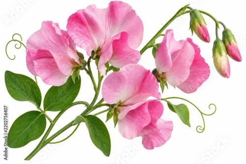 Pink sweet pea blossom cluster with delicate petals and textured green foliage for botanical illustration collections