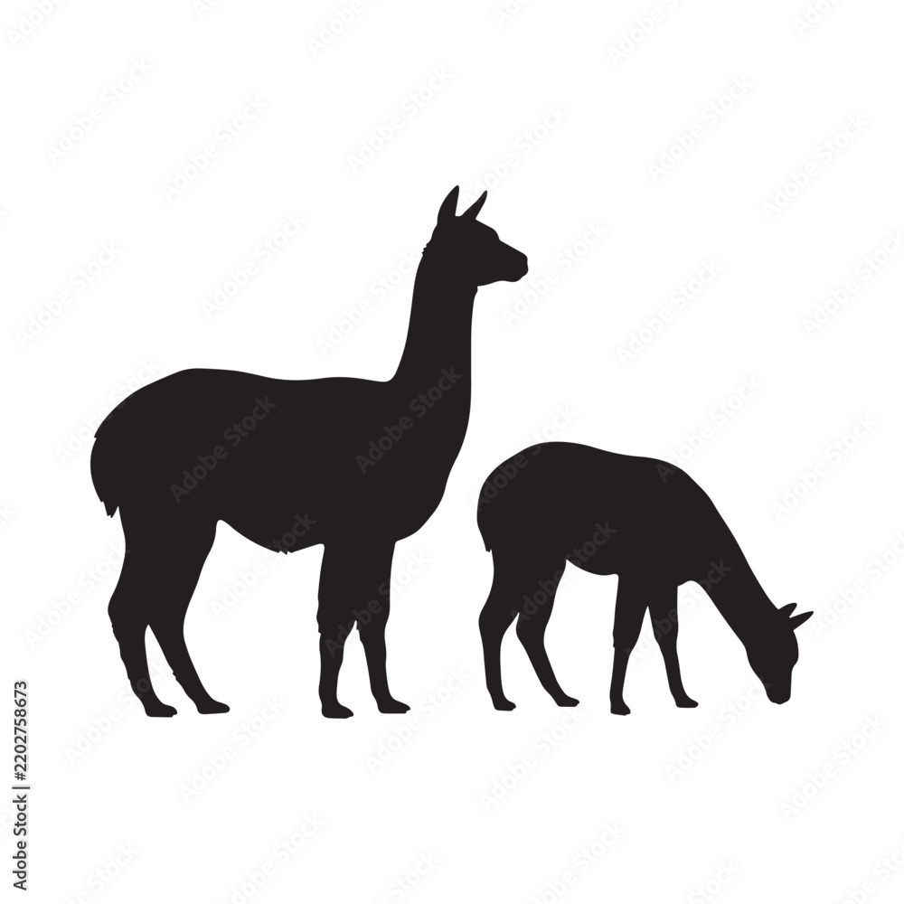 Fototapeta premium Llama silhouettes against a white background depict two camelids