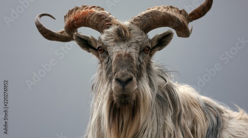 Bearded horned goat facing camera with long curved horns, shaggy gray and cream coat, and direct gaze against a plain gray background in close-up animal portrait