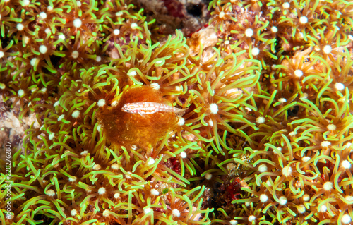 Snowflake dwarfgoby, Eviota species, Raja Ampat Indonesia