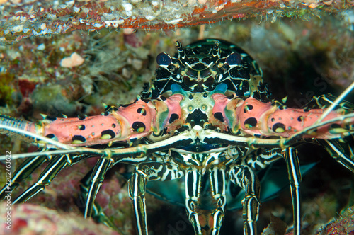 Painted spiny lobster, Panulirus versicolor, Raja Ampat Indonesia