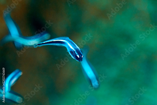 Juvenile striped eel catfish (Plotosus lineatus), Raja Ampat, West Papua, Indonesia.