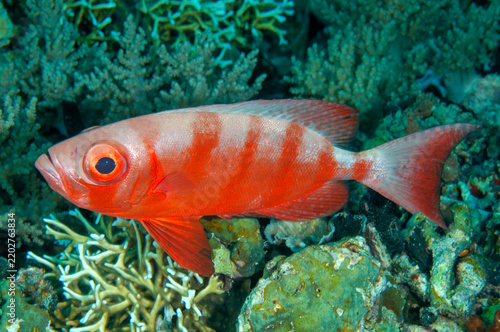 Crescent tail bigeye, Priacanthus hamrur, Raja Ampat Indonesia.