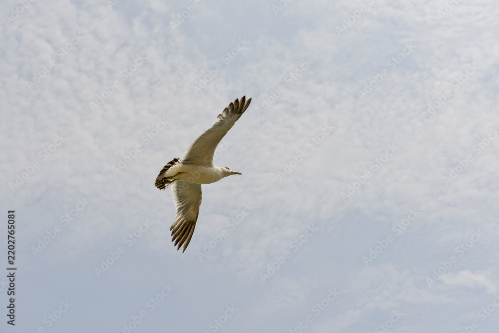 Obraz premium Seagull Flying in Cloudy Blue Sky