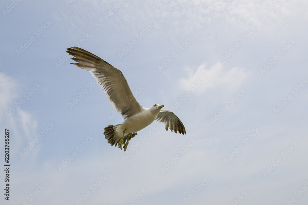 Obraz premium Seagull Flying Across Blue Sky