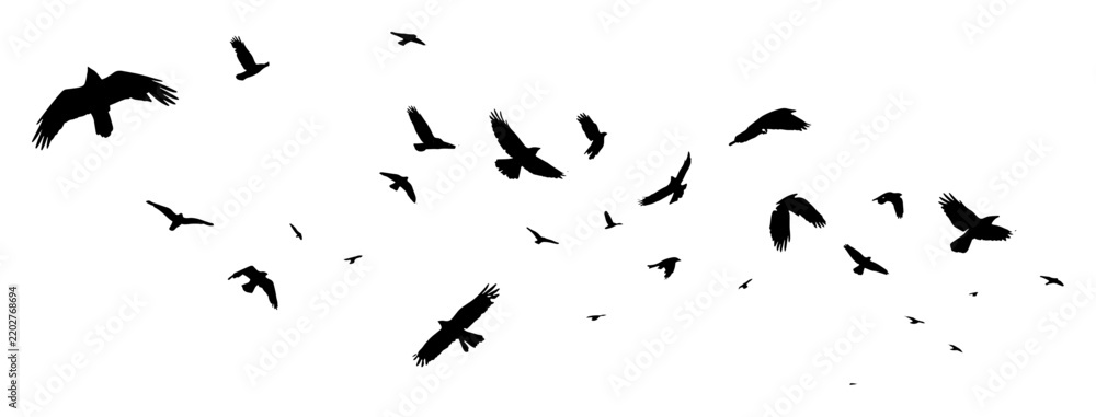 Fototapeta premium Flock of flying birds silhouettes horizontal banner, soaring wild ravens crows sky vector
