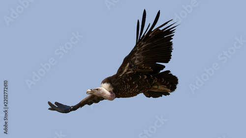 un vautour en vol dans un ciel bleu