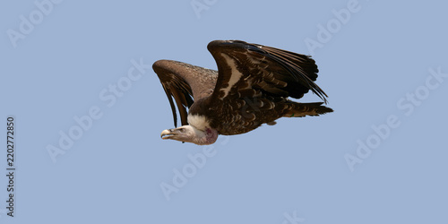un vautour en vol dans un ciel bleu