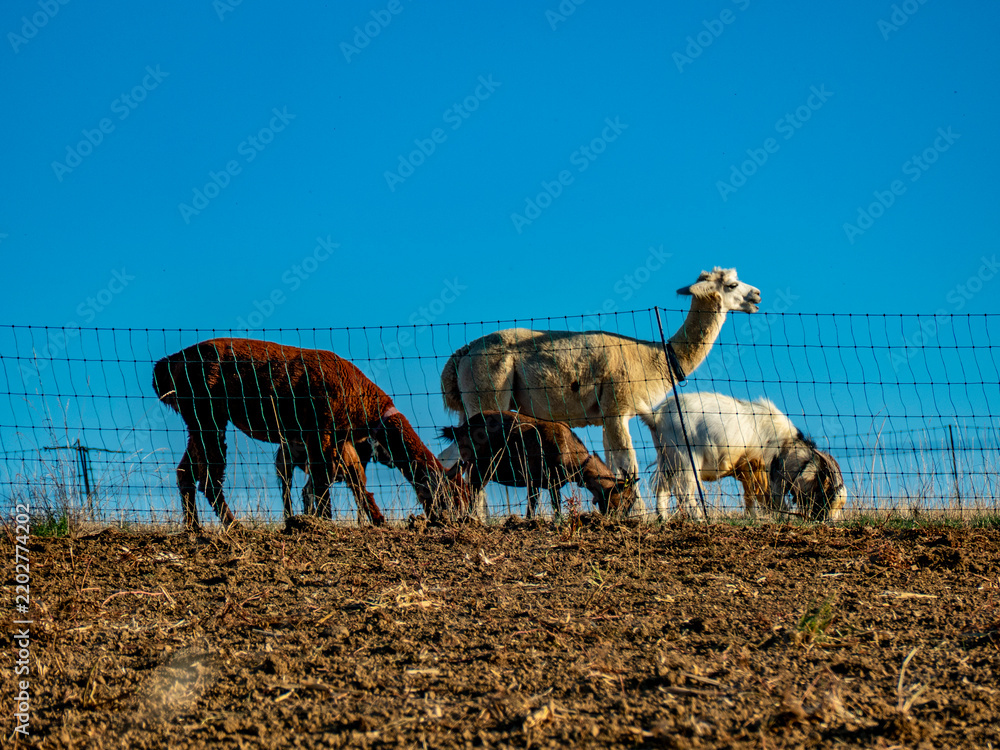 Fototapeta premium Ziegen und Llamas grasen auf einer Weide