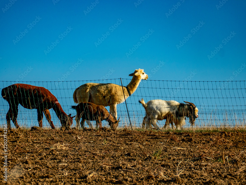 Fototapeta premium Ziegen und Llamas grasen auf einer Weide
