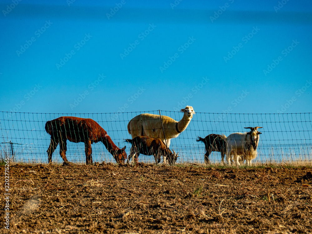 Fototapeta premium Ziegen und Llamas grasen auf einer Weide