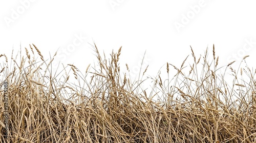 Dry grass and weeds isolated on a white background