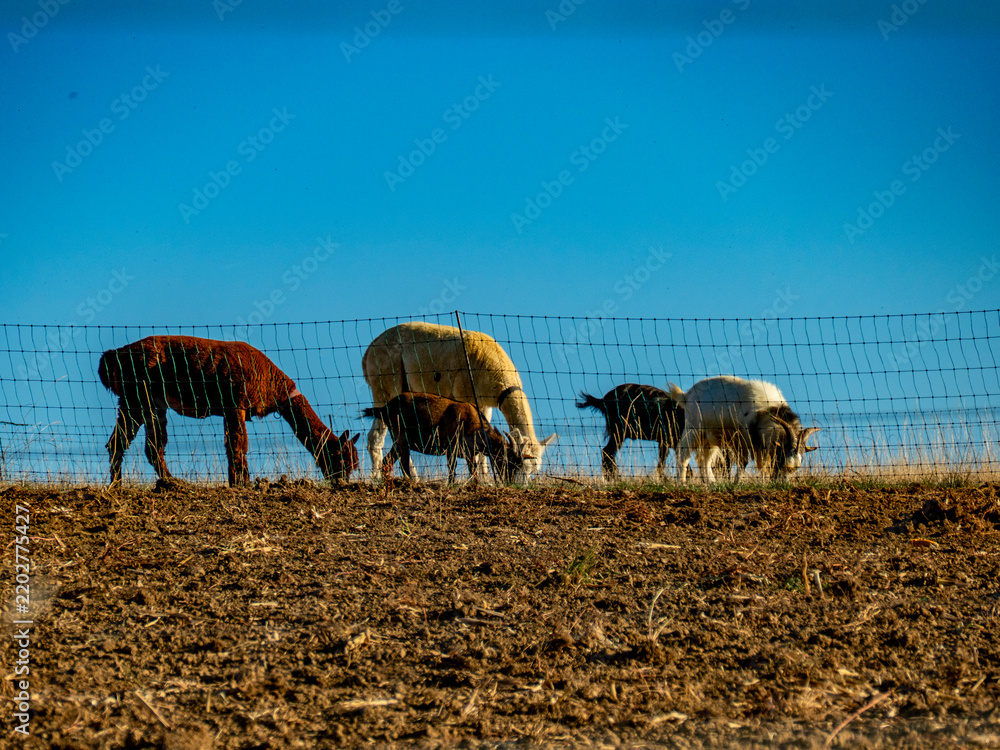 Fototapeta premium Ziegen und Llamas grasen auf einer Weide