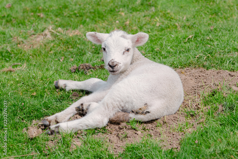 Obraz premium Cute newborn white lamb lying on green grass in a spring meadow on a farm in the English countryside