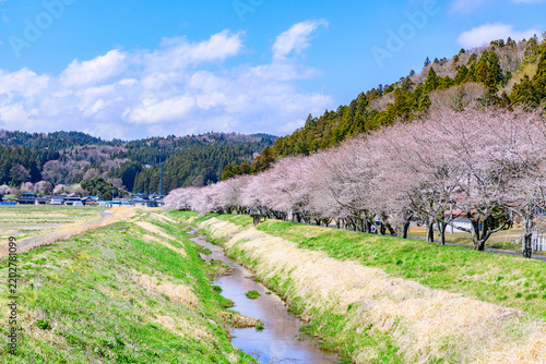 Obraz na płótnie 桜 宮城県南部 高倉川 