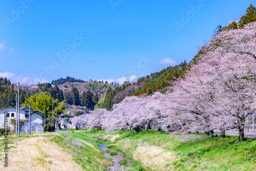 Tapety artystyczne 桜 宮城県南部 高倉川 
