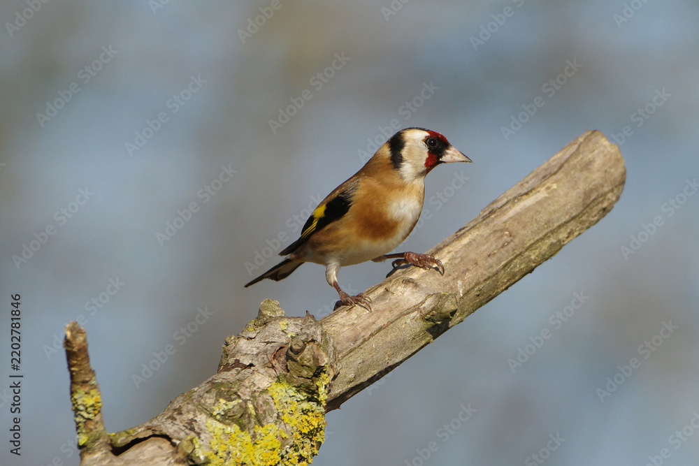 Fototapeta premium European goldfinch perched on a lichen covered tree branch against blurred background