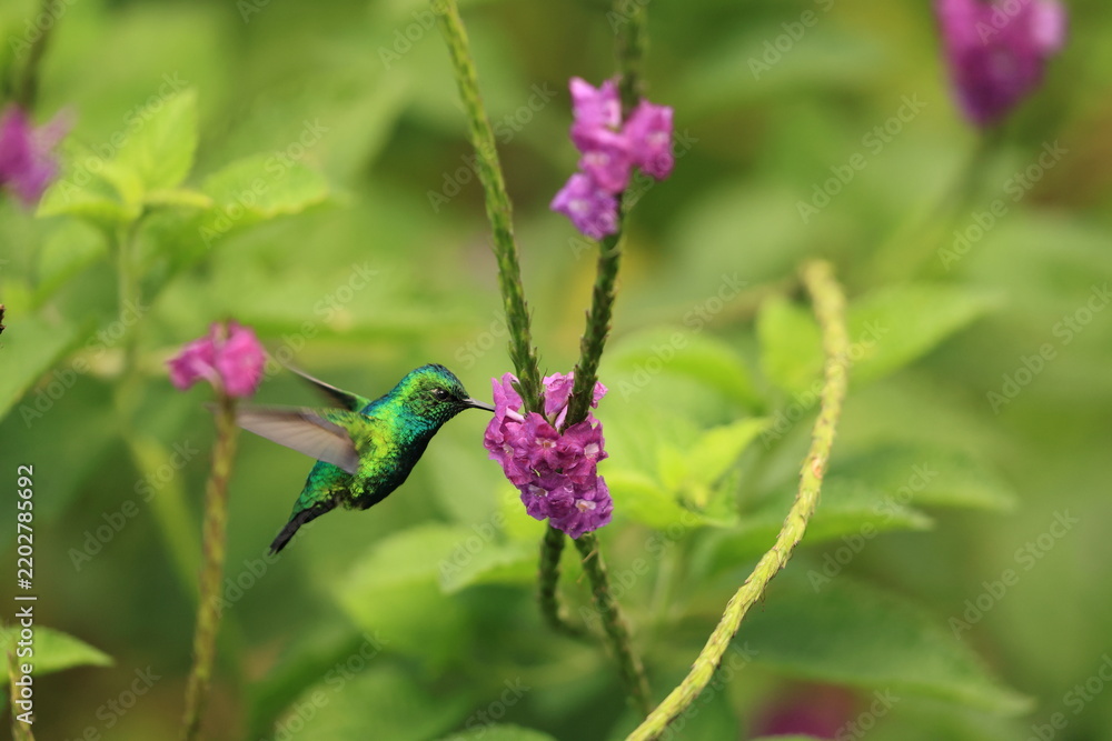 Obraz premium The blue-tailed emerald (Chlorostilbon mellisugus napensis) is a hummingbird in the 