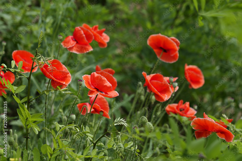 Fototapeta premium Red Poppy Flowers Blooming in Green Garden