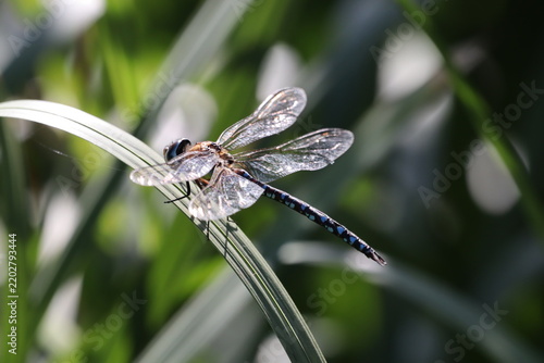 dragonfly on a branch