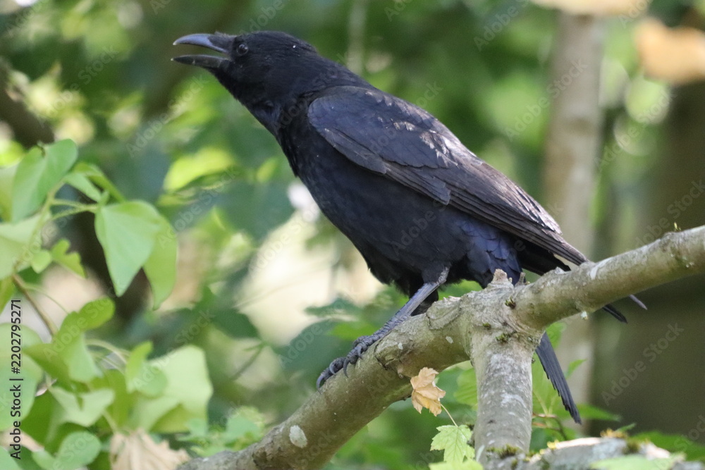 Fototapeta premium crow on a branch