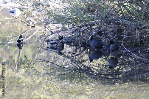 goose in trees