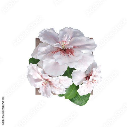 decorative flowers and plants for the interior, isolated on transparent background, 3D illustration, cg render
