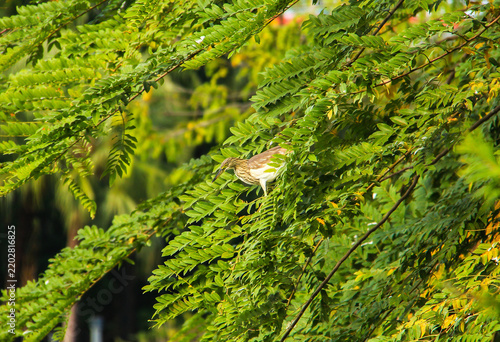 Wild Bird Camouflaged in Green Foliage