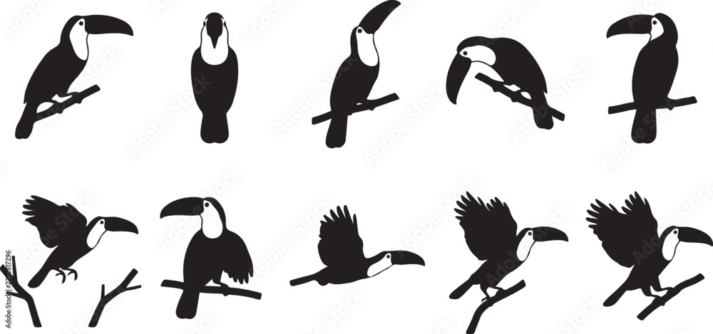 Obraz premium Black toucan silhouettes set showing various postures perching, preening, looking around, and flying isolated on white background..