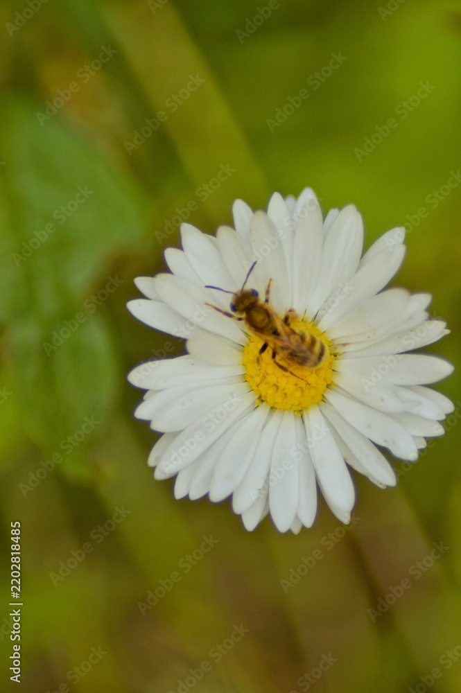 Fototapeta premium Bee Foraging on White Daisy Flower
