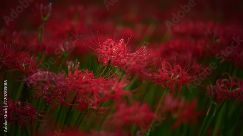 風に揺れる曼珠沙華と木漏れ日　（埼玉県日高市巾着田曼珠沙華公園）