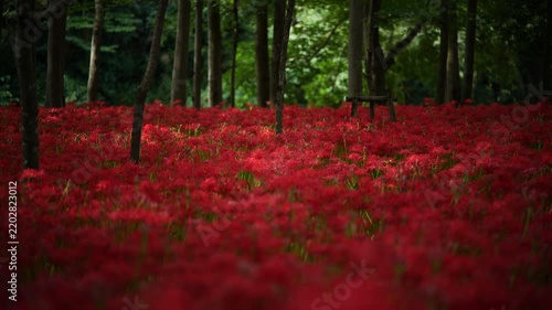 風に揺れる曼珠沙華と木漏れ日　（埼玉県日高市巾着田曼珠沙華公園）