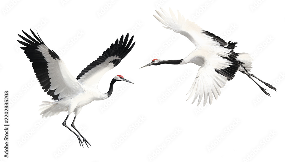 Obraz premium Pair of Crane Birds, Japanese Red Crowned Crane Flying, Detailed Colored Pencil Illustration Isolated, Pastel Isolated Bird, Ornithology Art