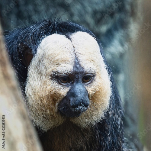 Portrait photo of a white-faced saki