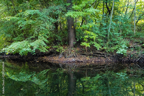 Obraz na plátně Mirror-like river reflection of lush green trees and exposed roots, creating a peaceful forest scene with natural textures and tranquil atmosphere