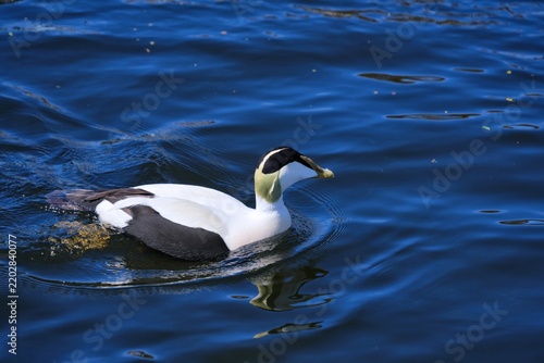 Canvas Print Common eider duck (Somateria mollissima)